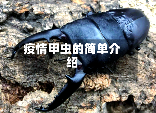 疫情甲虫的简单介绍-第2张图片