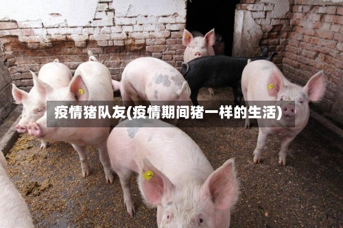 疫情猪队友(疫情期间猪一样的生活)-第2张图片