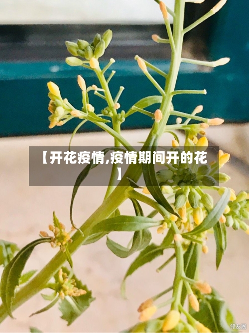 【开花疫情,疫情期间开的花】-第3张图片