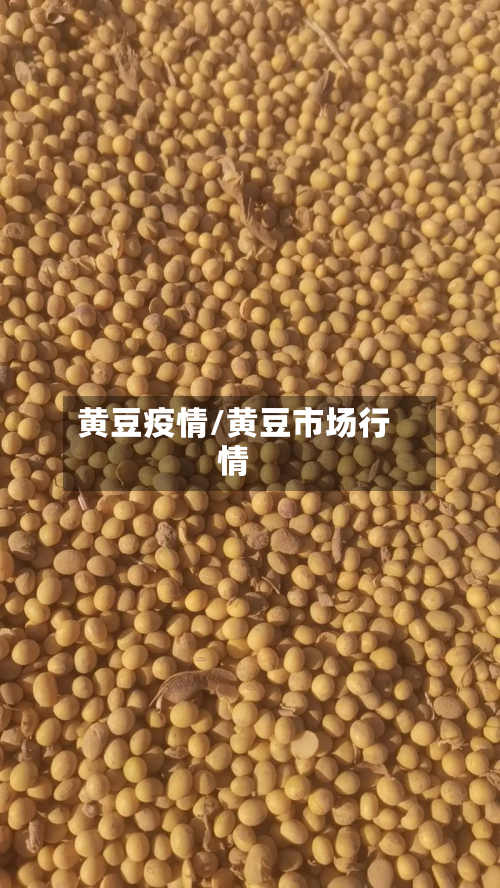 黄豆疫情/黄豆市场行情-第1张图片