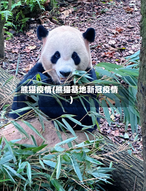 熊猫疫情(熊猫基地新冠疫情)-第1张图片