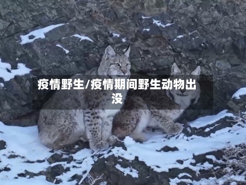 疫情野生/疫情期间野生动物出没-第2张图片