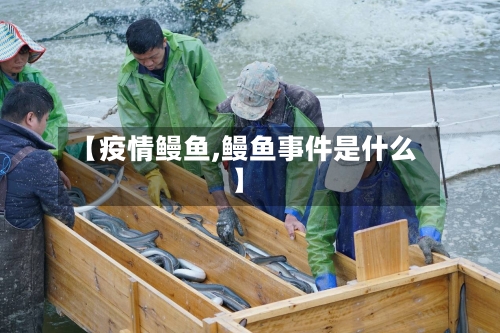 【疫情鳗鱼,鳗鱼事件是什么】-第3张图片